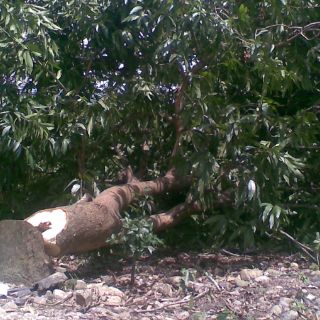 Condenada a dos años de cárcel una mujer venezolana por talar un árbol