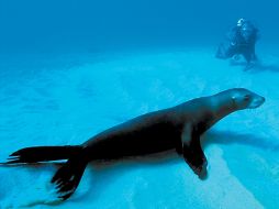 Vida Marina. Podemos observar lobos marinos, ballenas y mantarrayas gigantes. EL UNIVERSAL  /