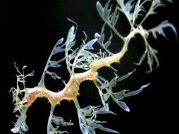 Los dragones de mar tienen un fondo rojizo y rayas brillantes azules combinados con puntos blancos y manchas amarillas. ESPECIAL  /