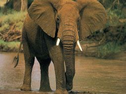 WWF instó a China a insistir en sus esfuerzos para hacer cumplir las leyes. ESPECIAL  /