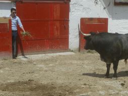 Salvador López le muestra un manojo de alfalfa a ''Panamericano'', el toro que indultó el domingo pasado. E.FLORES  /