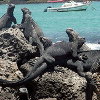 Ecuador busca evitar que los aviones atropellen a iguanas en Galápagos
