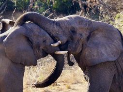 Gorilas, elefantes y otros animales fueron fotografiados. EFE  /