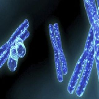 Descubren que los vasos sanguíneos ayudan a erradicar tumores