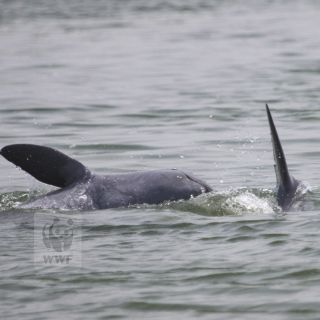 El delfín de Irrawaddy está al borde de la extinción