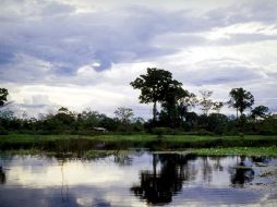 Una ONG planea adquirir más de 100 mil hectáreas en la Amazonía Central para crear una reserva natural. EFE  /
