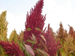 Al amaranto de grano se le considera originario de América. ID  /