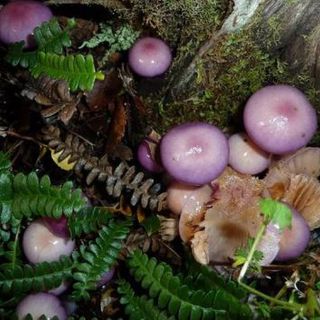 Se adelanta la temporada de setas en República Checa