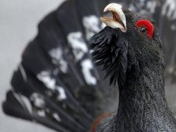 Se muestra un urogallo cantábrico de tres años. EFE  /