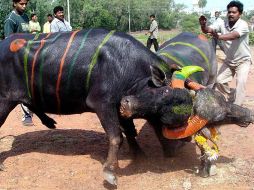 Afirman que la prohibición de las luchas de toros no está relacionada con la religión hindú, porque ellos respetan a las vacas. EFE  /