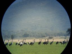 Los Parques Nacionales deben tratar de reflejar la diversidad de flora y fauna españolas. EFE  /