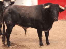 Novillo de la ganadería de Guanamé, marcado con el número 32, a lidiarse el día de hoy. EL INFORMADOR  /