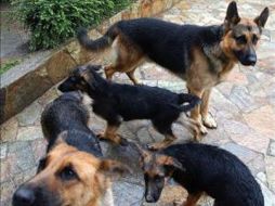 Existe evidencia anecdótica de perros que han logrado identificar el cáncer en sus dueños. EFE  /