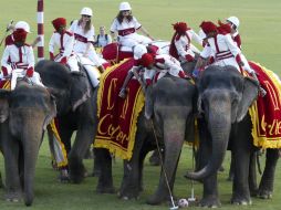 Los elefantes están protegidos en la India, donde hay más de dos decenas de refugios para ellos. AP  /