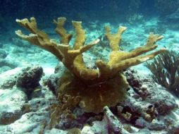 Era antes la especie más numerosa en el Caribe. ESPECIAL  /