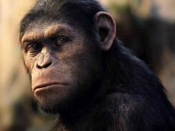 En esta película no existe la violencia ni la maldad: los monos son buenos y no matan a nadie . ESPECIAL  /