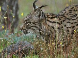 Se muestra una hembra de lince ibérico criada a biberón en el centro de cría en cautividad de El Acebuche en Doñana. EFE  /