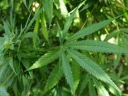 El detenido portaba alrededor de siete kilos de semilla de para cosechar la misma droga. ARCHIVO  /