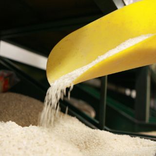 La Tierra tendría 8.7 millones de especies