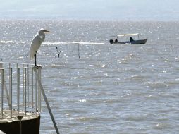 De los 25 centímetros ganados en el temporal, el Lago de Chapala ya perdió seis. A. CAMACHO  /