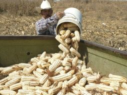 La región de los Valles es un importante zona en la producción de maíz en Jalisco. ARCHIVO  /