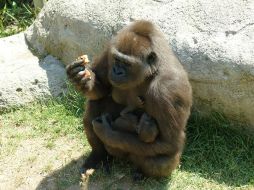 Para Yangu es su primera cría, mientras Malabo tiene otros dos hijos, Gwet y Gaya, nacidos de su unión con Gorka. EFE  /