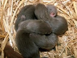 Las primeras crías de visón europeo nacidas en cautividad en junio de 2005. EFE  /