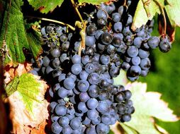 Se muestra los racimos de uvas con las que se elabora el vino. EFE  /