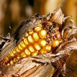 Una vida dedicada a la mejora del maíz