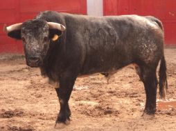 Novillo Compadre, marcado con el número 299, ques erá lidiado el dia de hoy en la Nuevo Progreso. ESPECIAL  /