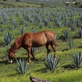 Firman convenio la Univa y el Consejo del Tequila