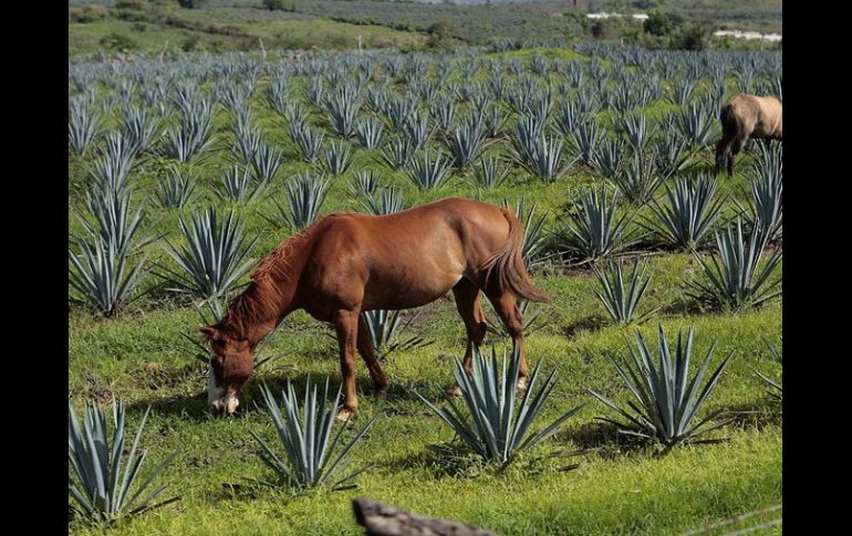 La Ruta del Tequila fue lanzada formalmente hace cinco años. ARCHIVO.  /
