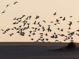El encuentro sobre aves que se desarrollará en la Universidad Autónoma de Ciudad Juárez. EFE  /