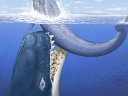 Los restos del cachalote, de entre 16 y 20 metros de largo, fueron  descubiertos en el 2008. EFE  /