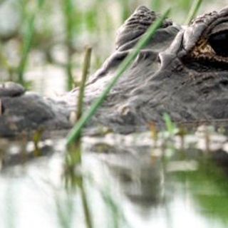 Buscan preservar cocodrilo de pantano