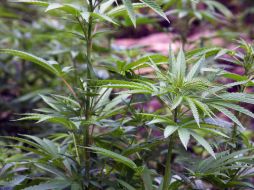 Los resultados expuestos arrojan el decomiso, entre otras cosas, de dos kilos de semilla de mariguana. ARCHIVO  /