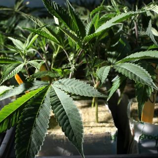 Mata mujer belga a sus dos hijos por pensar que eran vampiros