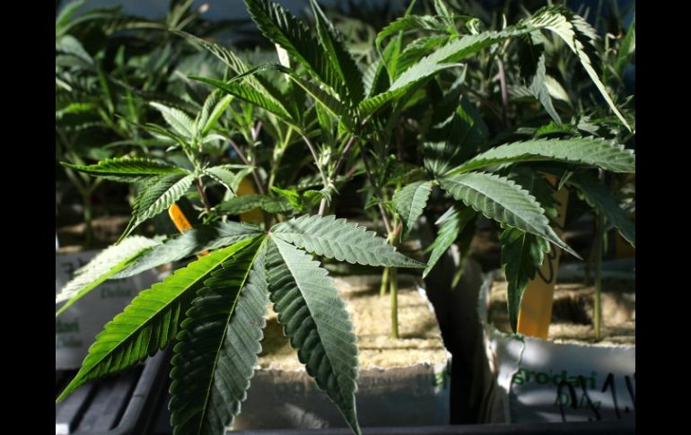 La mujer es esquizofrénica y había consumido cannabis. ARCHIVO  /