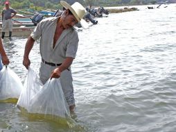 Jalisco produce 14 mil toneladas de productos pesqueros. ARCHIVO.  /