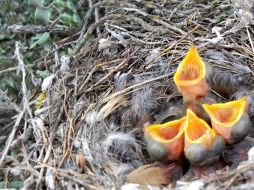 Las crías de aves que exigen comida con mayor insistencia crecen menos y tienen menos defensas. EFE  /