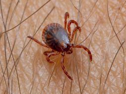La garrapata no solo se puede alojar en los animales, ya que el ser humano puede padecer enfermedades víricas muy problemáticas. EFE  /