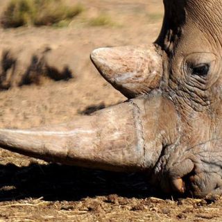 Sudáfrica quitará los cuernos a los rinocerontes para combatir con la caza furtiva