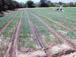 En la agricultura, los pesticidas son sustancias muy socorridas para eliminar la presencia de hongos. ID  /