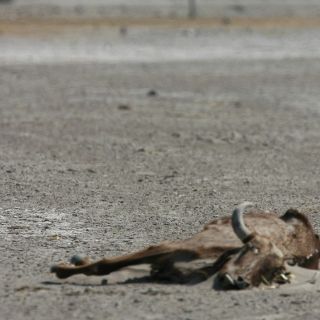 Cuatro mil reses muertas, saldo de la sequía veraniega en Jalisco