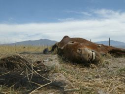 La falta de lluvias provoca la muerte de reses, pero se une la escasez de forraje para animales. ARCHIVO  /