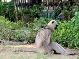Un langur, un mono alargado, de cara negra y cuerpo grisáceo, en un parque junto al Instituto Cervantes en el centro de Nueva Delhi.EFE  /