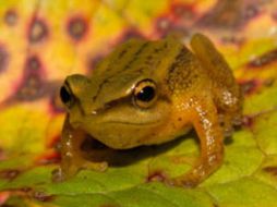 Los anfibios de Terrarana, que se extienden desde el sur de Estados Unidos hasta Sudamérica. EFE  /