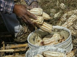 Actualmente, la tonelada de maíz importado se cotiza en 4,500 pesos. ARCHIVO  /