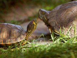 Encontraron a la tortuga cruzando la calle lentamente, más lento de lo normal. EFE  /