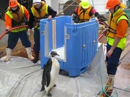 El pingüino se deslizó por el tobogán de lona sobre su estómago y con las patas por delante. AFP  /